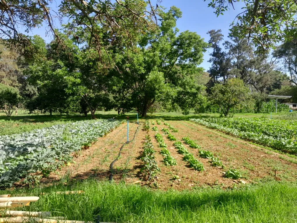 The farm